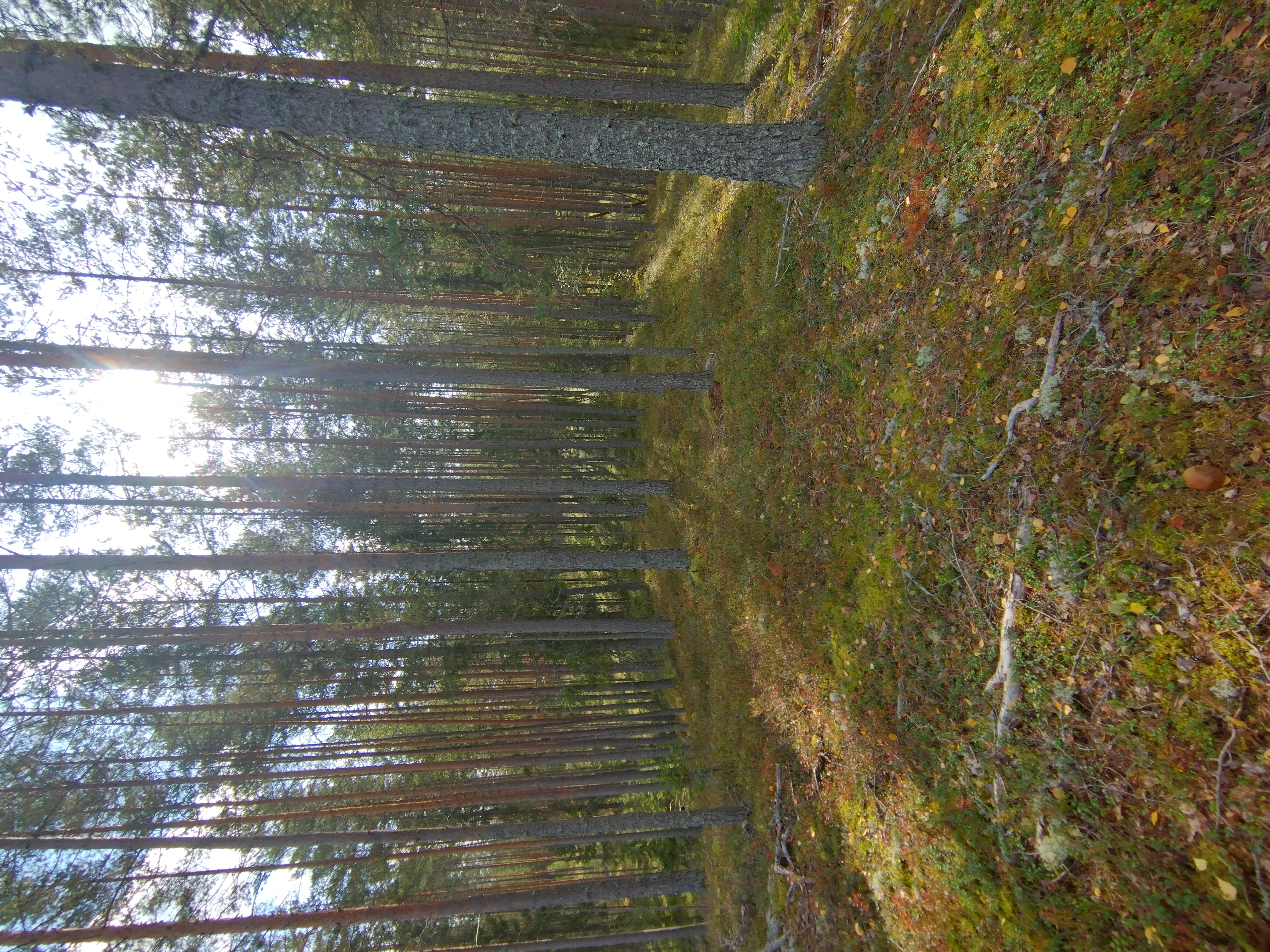 Tarhosen maastoa päivällä